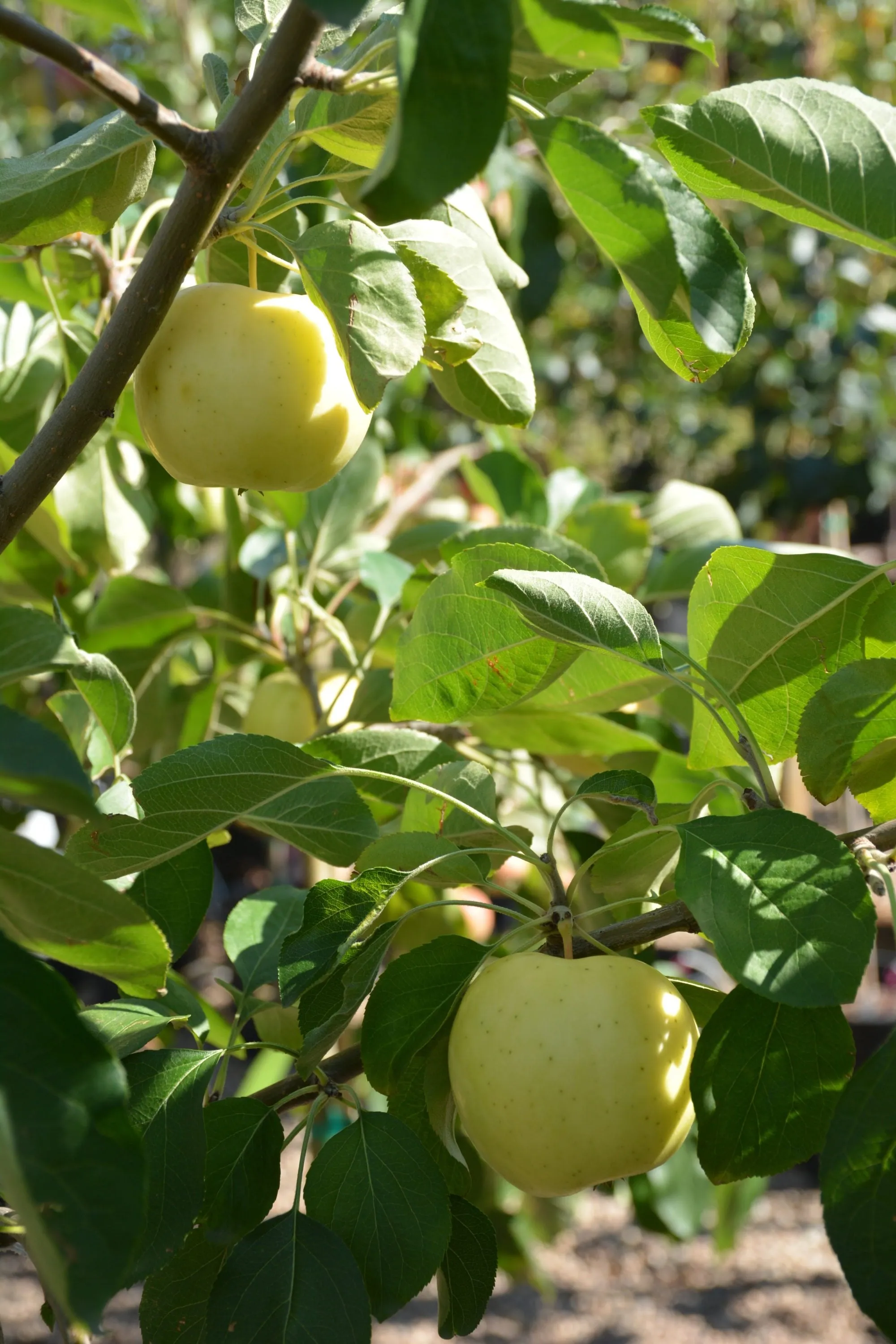 Apple:  'Heyer #12 - 5 Gal (Bl)