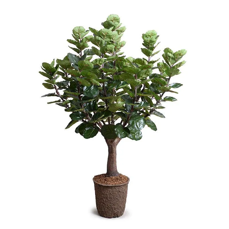 Aralia Balfouriana Tree 5'