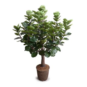 Aralia Balfouriana Tree 5'