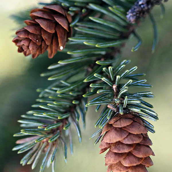 Fresh Balsam Fir Candle