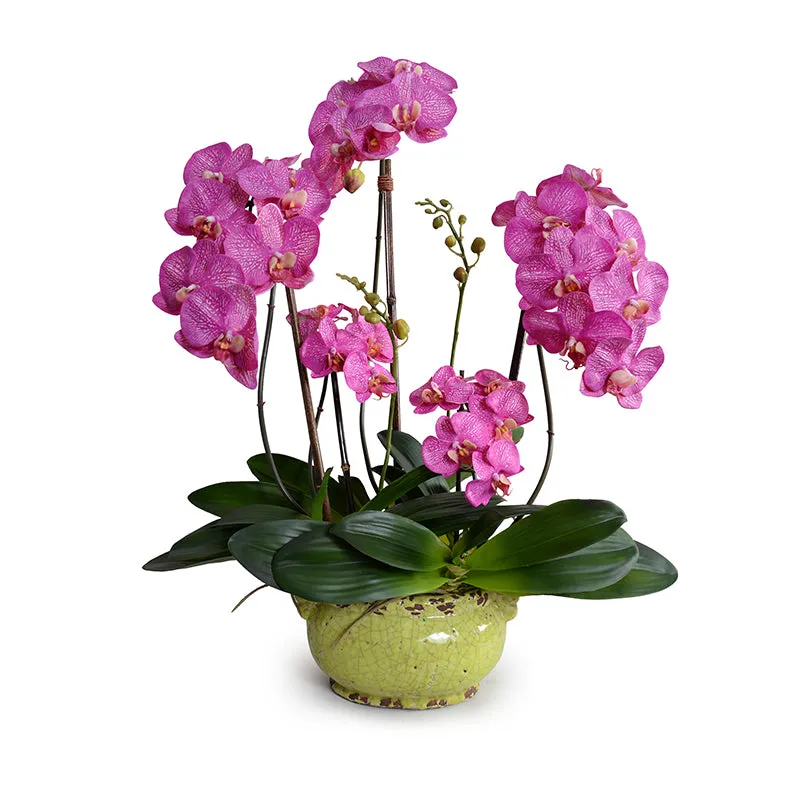 Phalaenopsis Orchid x5 in Glazed Bowl -Fuchsia