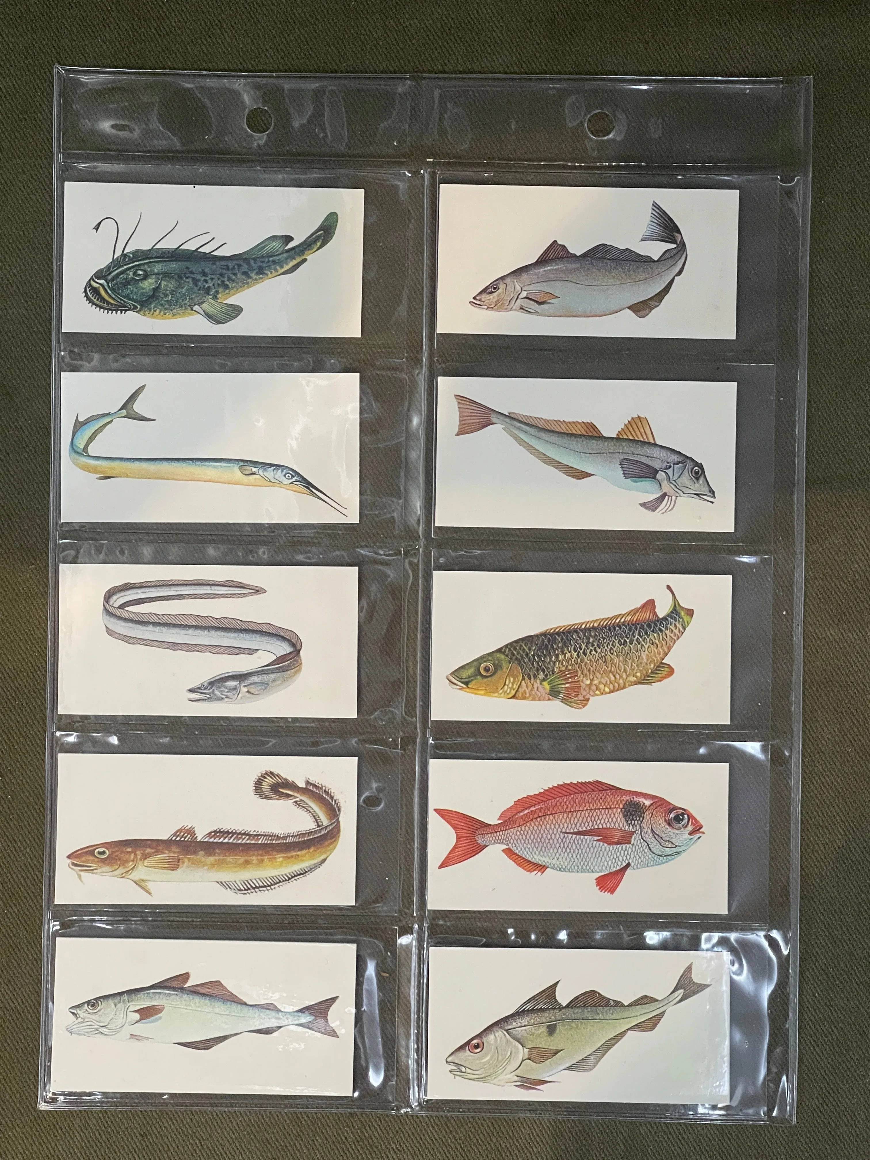 Sport Fish Cigarette Cards by Carreras Craven Black Cat