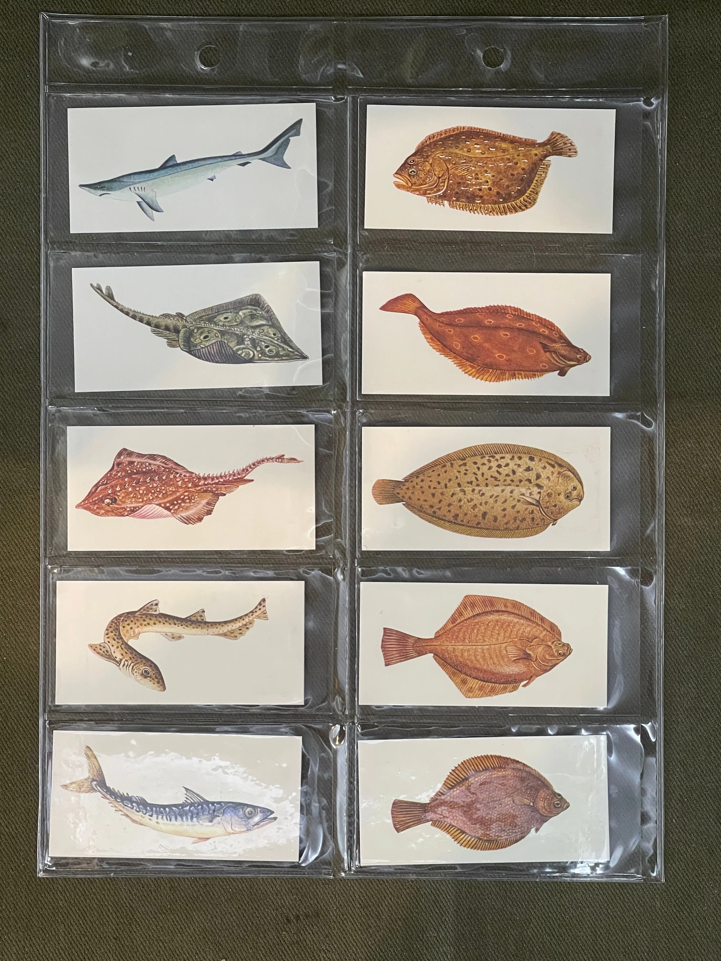 Sport Fish Cigarette Cards by Carreras Craven Black Cat