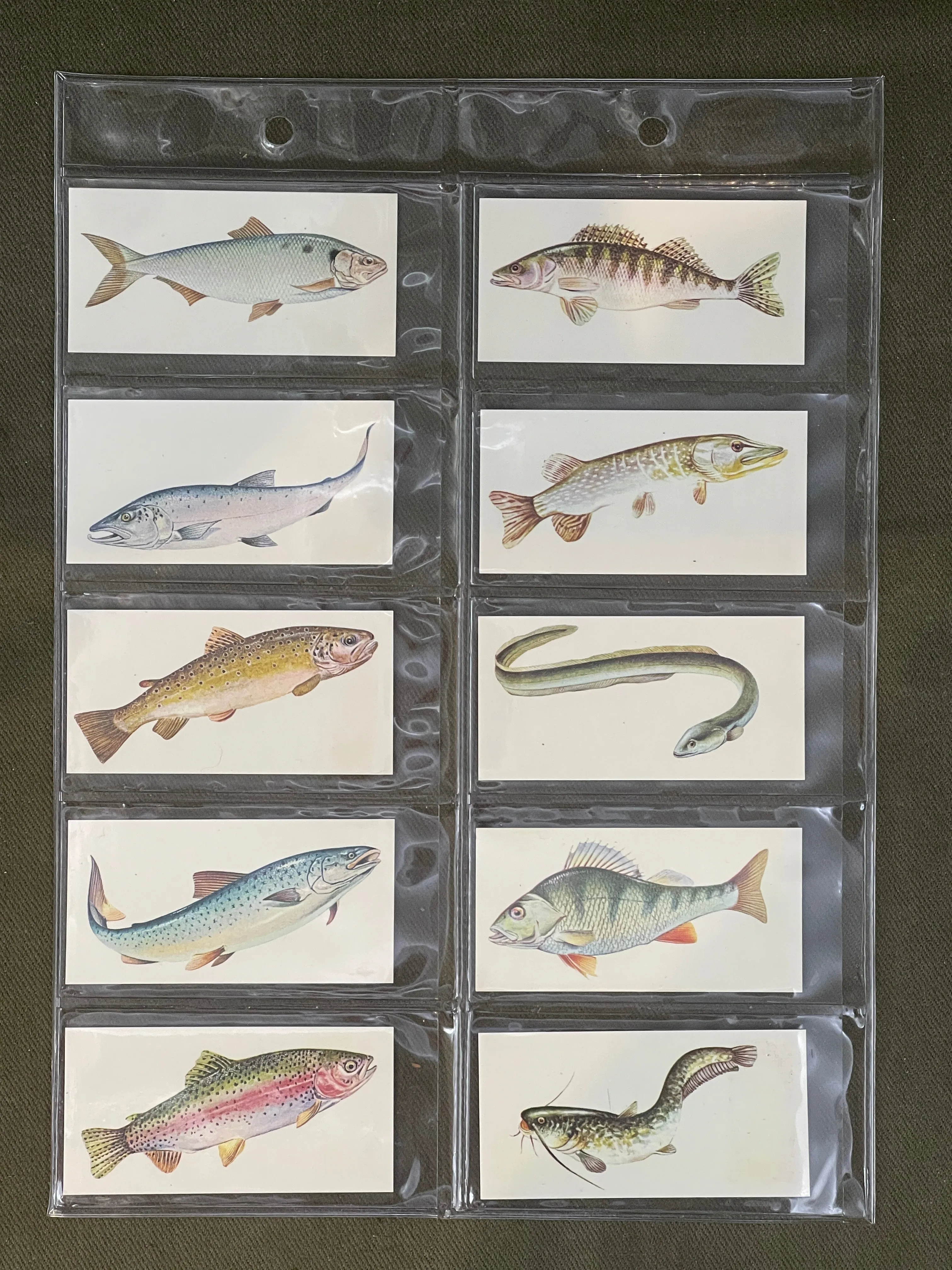 Sport Fish Cigarette Cards by Carreras Craven Black Cat